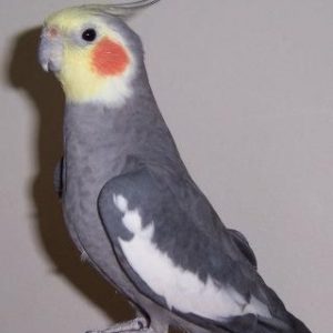 yellow cockatiel price
