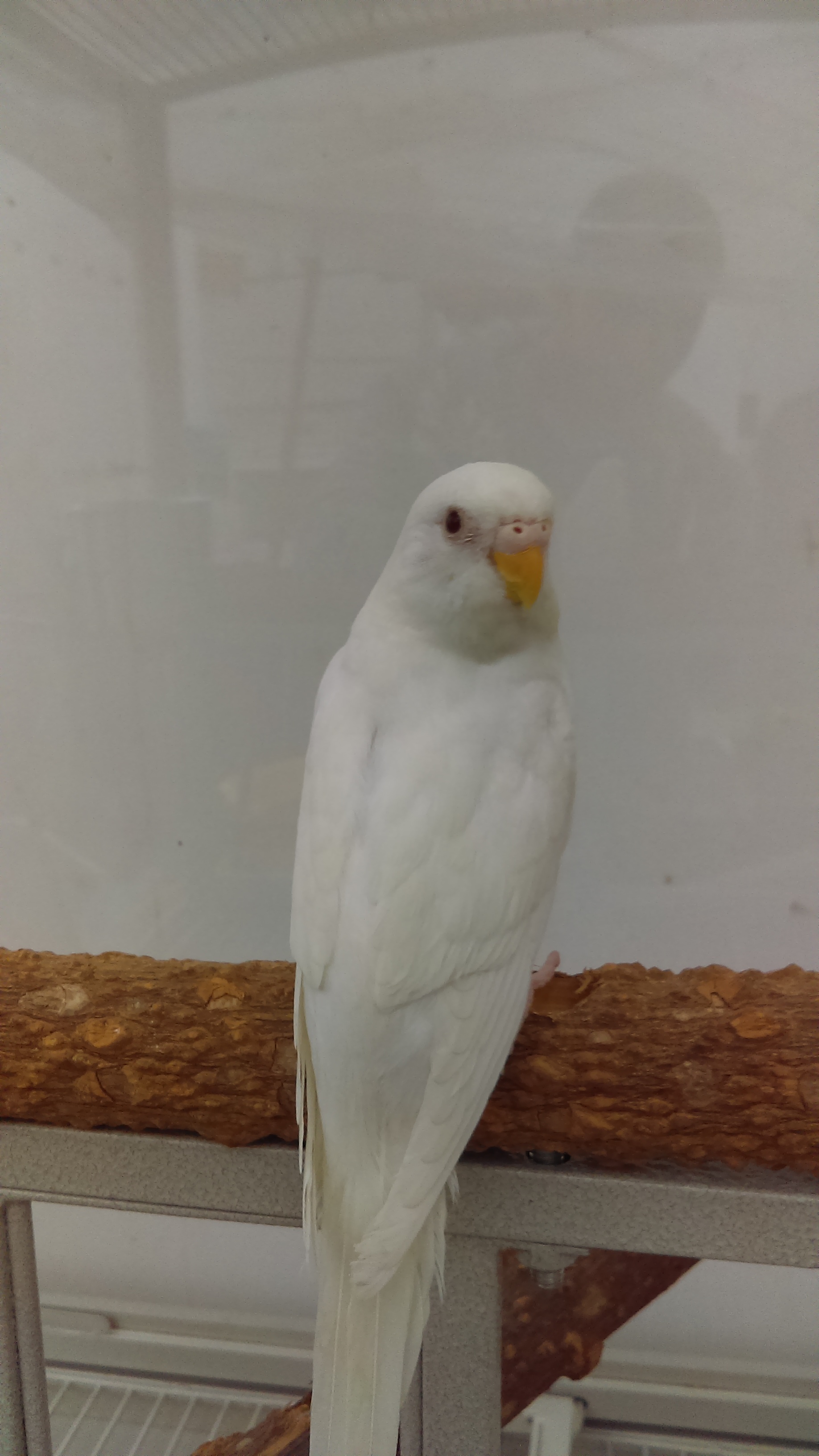 Albino Parakeet - Melopsittacus 