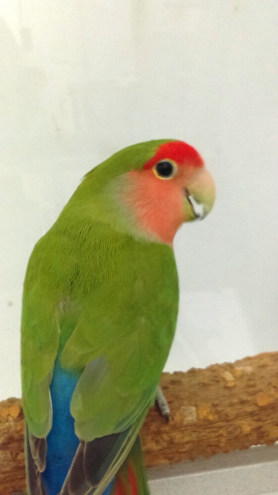 Normal PeachFaced Lovebird - Feathers N Friends Exotic Birds - Feathers ...