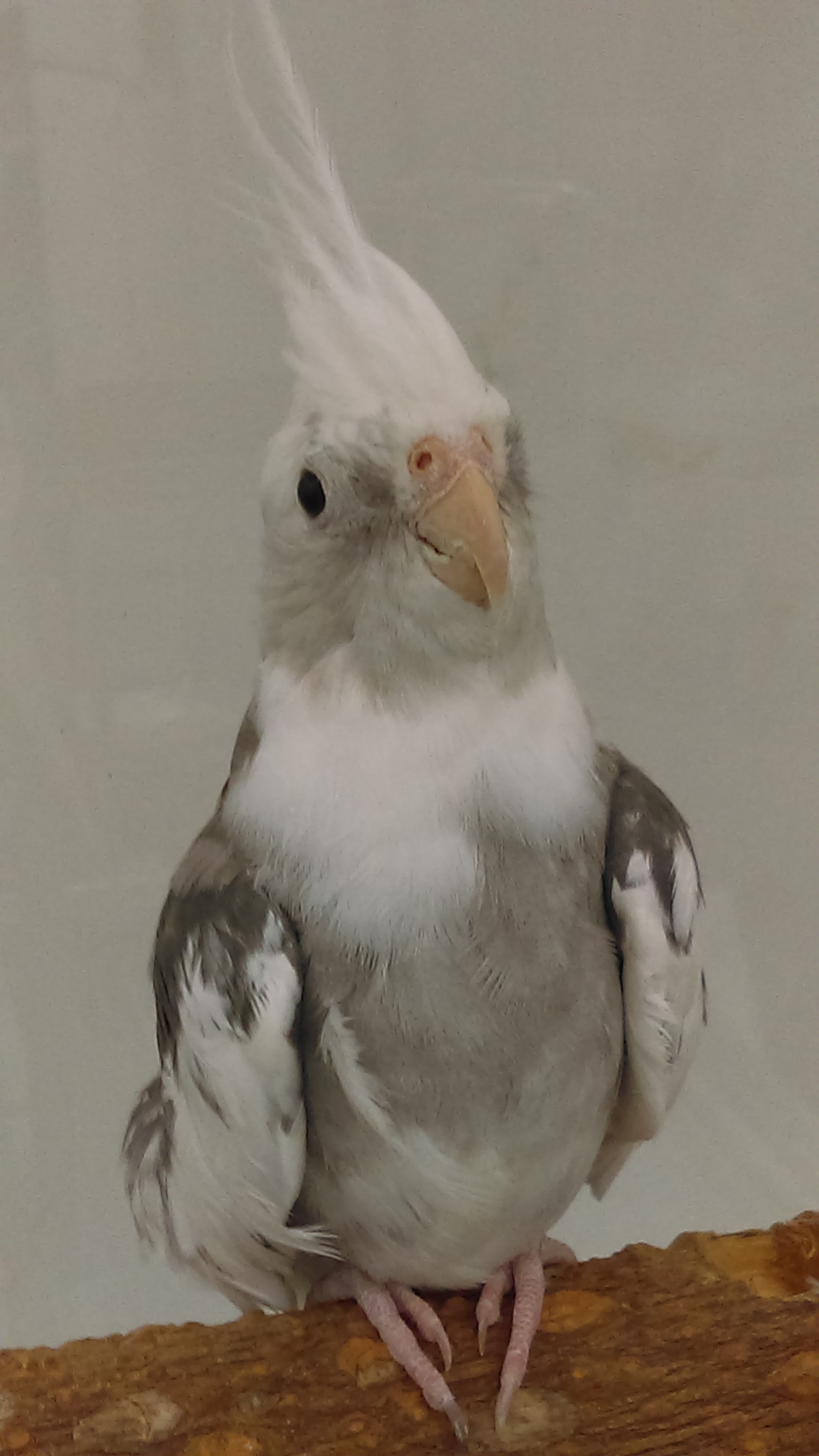 albino pied cockatiel