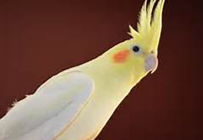 albino cockatiel for sale