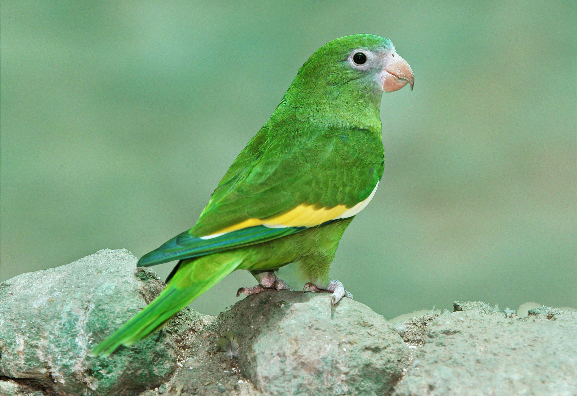 Canary Winged Parakeet - Feathers N Friends Exotic Birds - Feathers N  Friends Exotic Birds