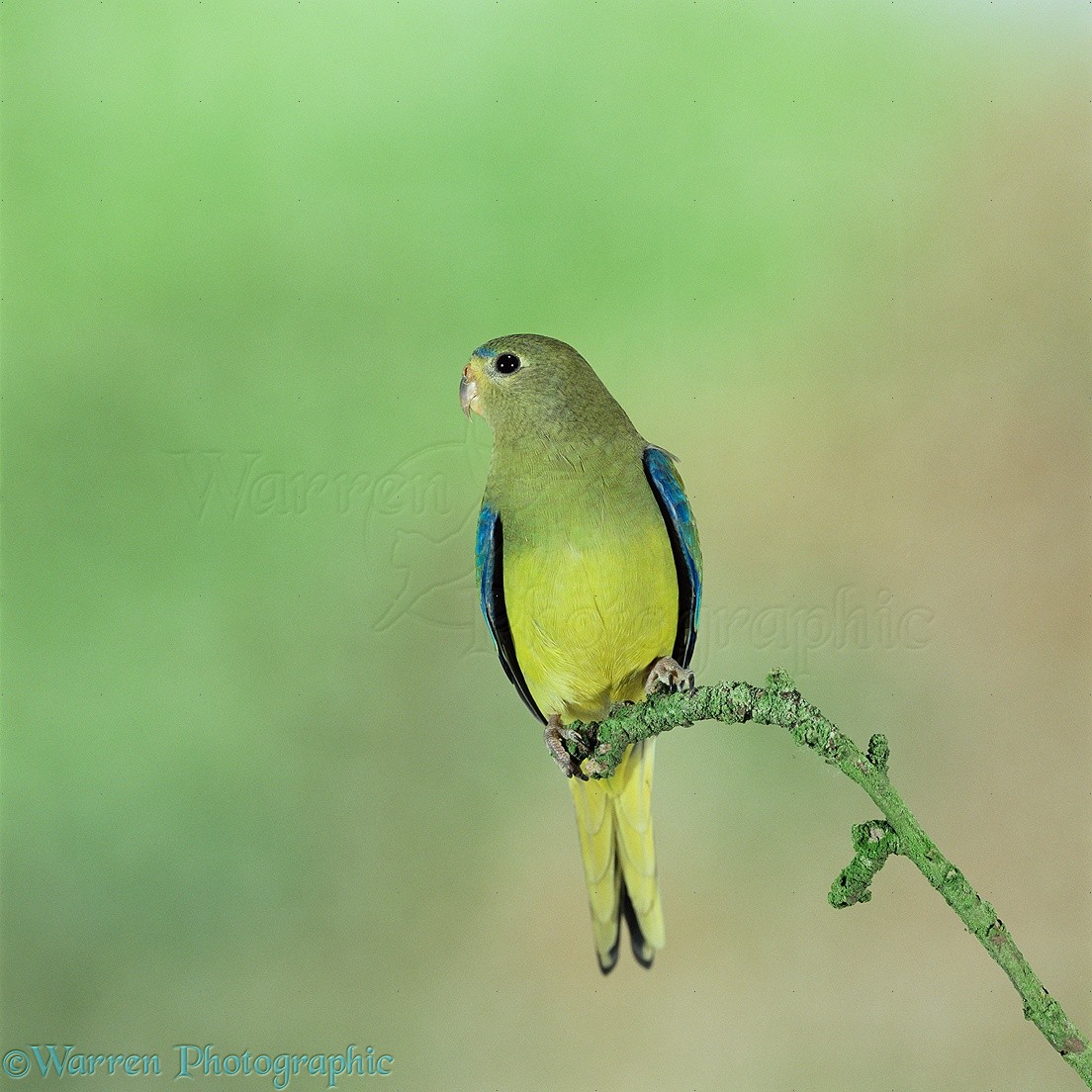 Elegant Grass Parakeet - Feathers N 