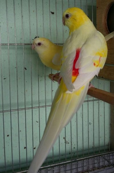 red rump parakeet for sale near me