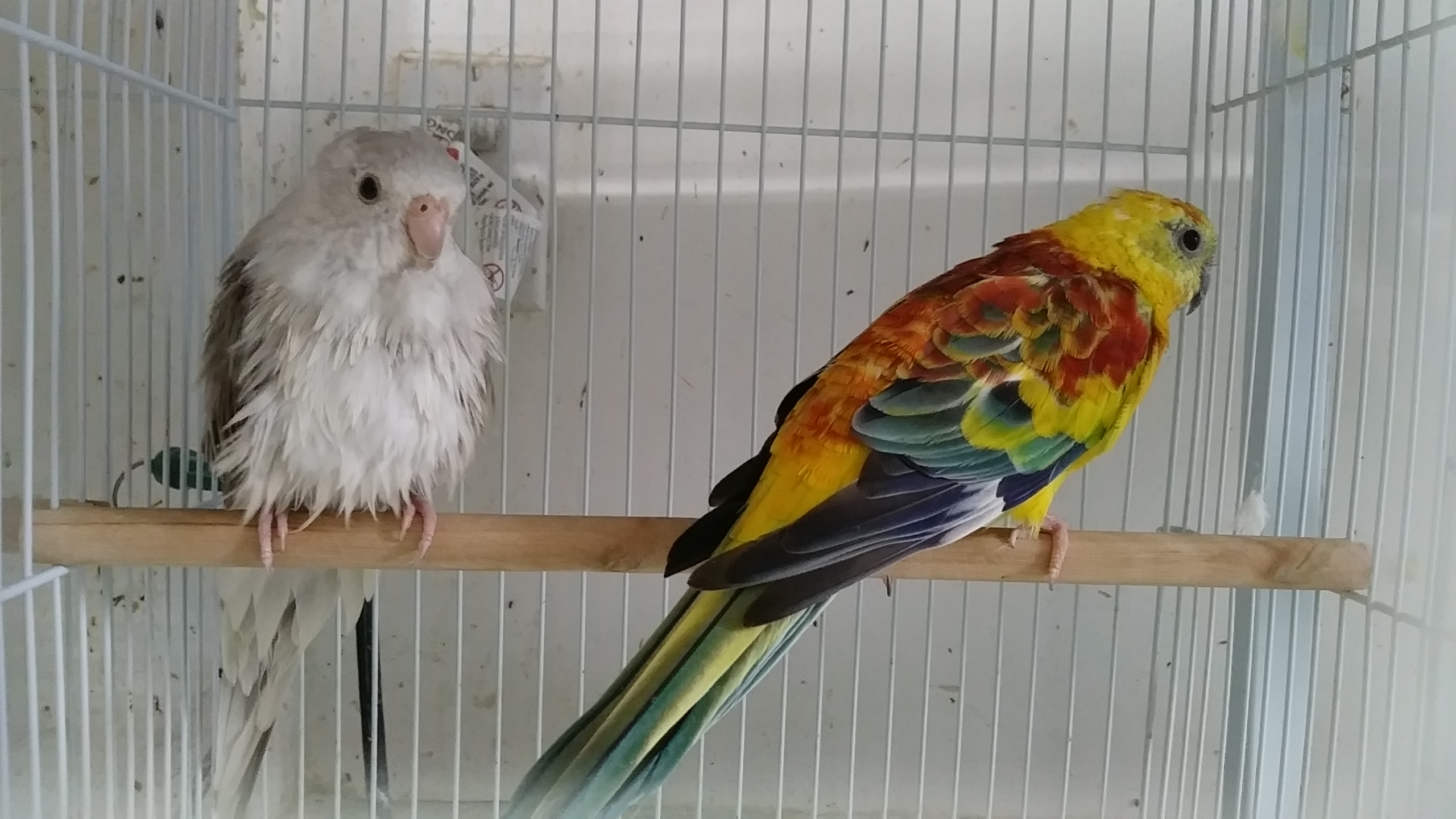 red rump parakeet for sale near me