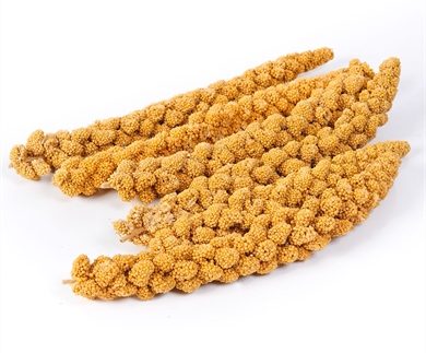 Bulk -California Spray Millet