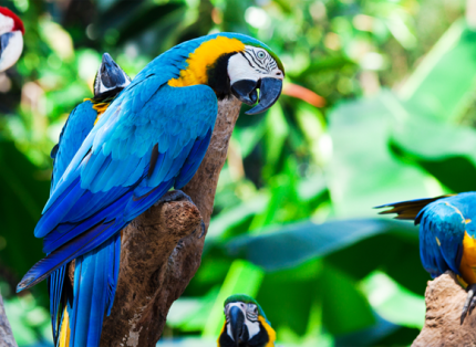 BIRD SUPPLIES