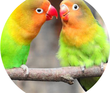 BIRDS FOR SALE