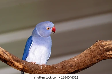 Female Cleartail Violet Indian Ringneck as Adult.