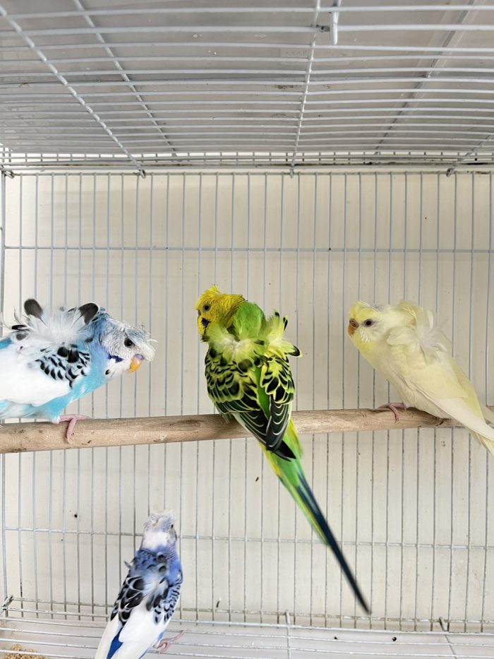 Jananese Hogoromo Budgie
