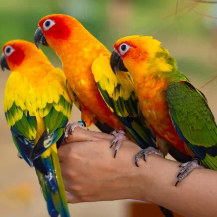 Conures for sale