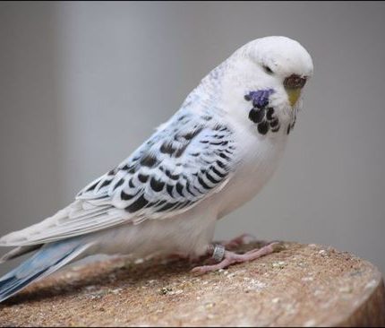 Budgies For Sale