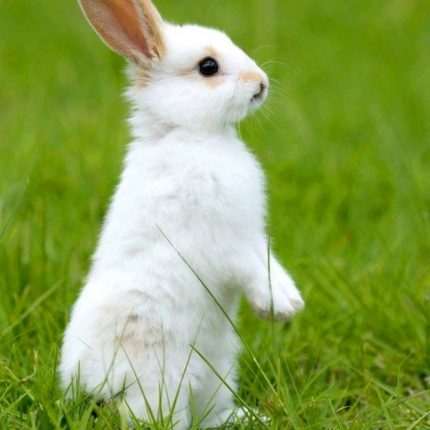 SMALL ANIMALS