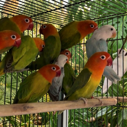 Lovebirds For Sale