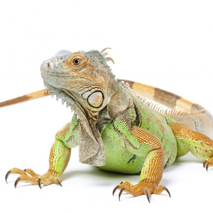 REPTILES
