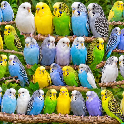 Budgie Parakeet Ramdom Colors