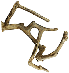 Medium Java Wood Multi Branch Perch. 22" x 1.6"