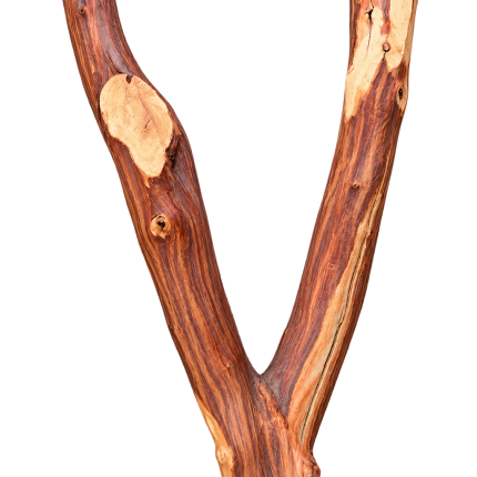 Perch Forked Manzanita 8"