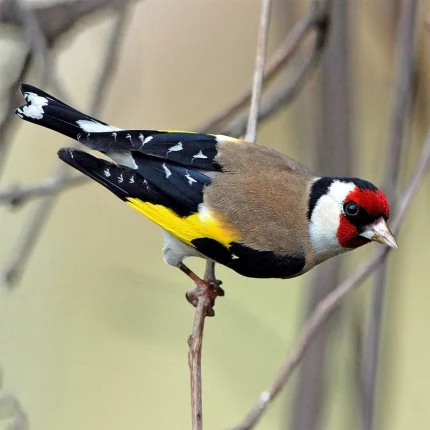 European Goldfinch For Sale