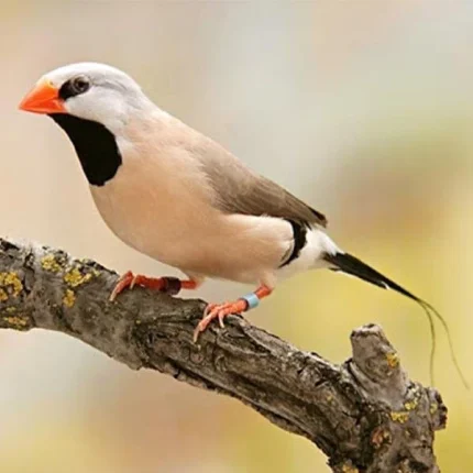 Shaft-Tail Finch For Sale