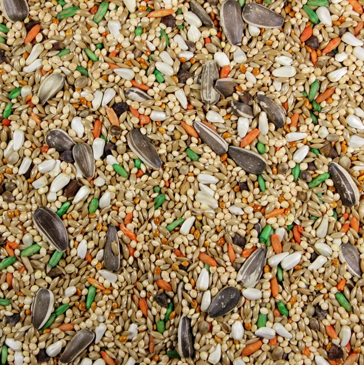 mix-cockatiel-plus