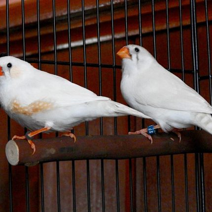 Australian White Zebra Finch For Sale